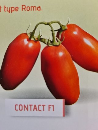 Tomate Roma (Contact) Godet de 8cm